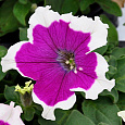 Петуния грандифлора Хулахуп Вельвет