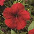 Петуния мультифлора Ура Ред
