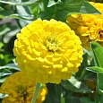 Цинния лиллипут Лимонная