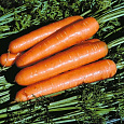 Морковь Королева осени