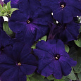 Петуния грандифлора Аладдин Синяя