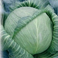 Капуста Белокочанная Монарх F1