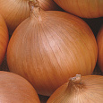 Лук Репчатый Такстар