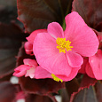 Бегония вечноцветущая бронзоволистная Найтлайф Дип Роуз